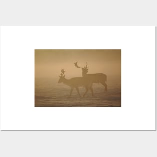 Fallow Deer Posters and Art